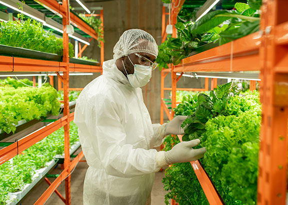 A scientist inspecting lettuce for safety